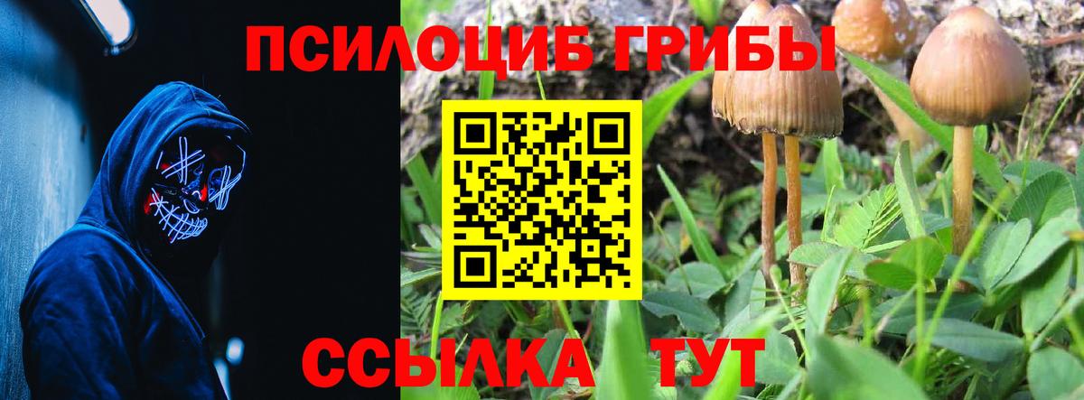 Псилоцибиновые грибы Cubensis Лениногорск